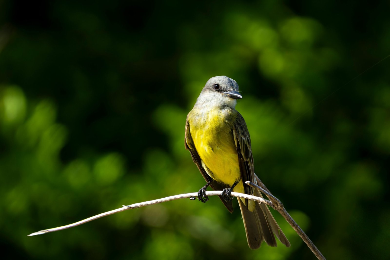 A vivid yellow-breasted bird perched on a branch against lush greenery in Mérida, Yucatán.