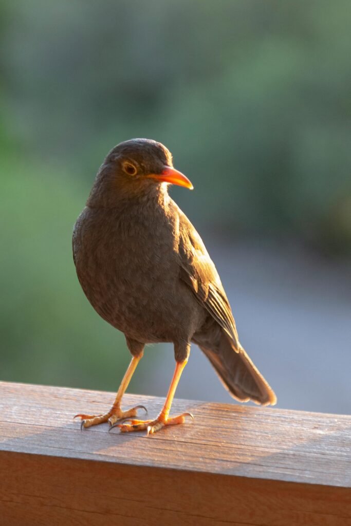 A stunning glossy blackbird perched on a wooden rail in afternoon sunlight, Merlo, Argentina.
